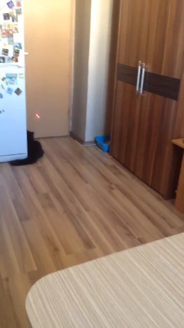 Моя кошка носится как дикая смотреть онлайн