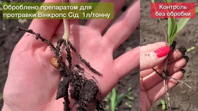 Кукуруза 2021. Розвиток кореневої системи з препаратом Вінкропс Сід. смотреть онлайн