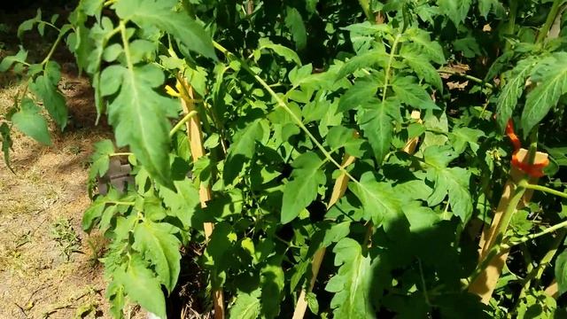 Tomatoes are going crazy from the rain! смотреть онлайн