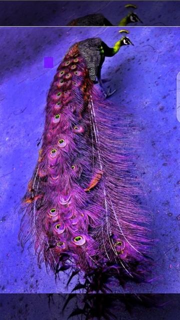 Inspirational Peacock Photography ! @GreenGTv