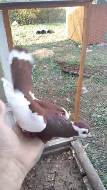 Ястреб перепелятник обнаглел смотреть онлайн