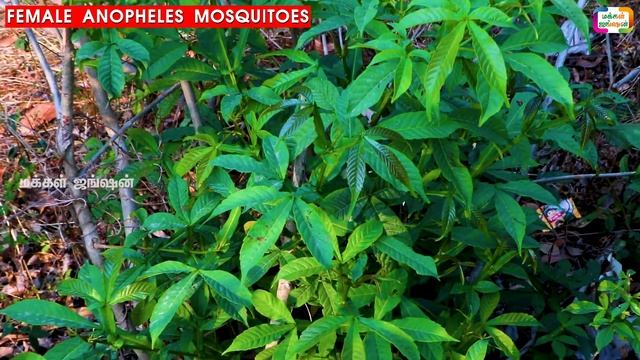 A SLAVE'S PLANTIஓர் அடிமையின் தாவரம்|QUASSIA AMARA கோசியா அமரா|கிரமன் கோசி GRAMAN QUASSI|மக்கள்ஜங்ஷ смотреть онлайн