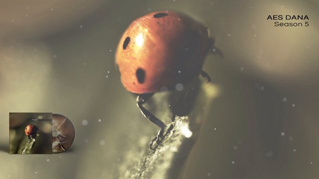 AES DANA - Season 5 - 10 Suspended Grounds смотреть онлайн
