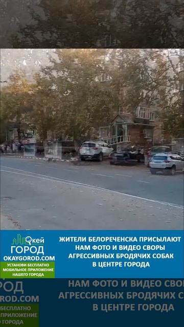 Бродячие собаки держат в напряжении жителей Белореченска смотреть онлайн