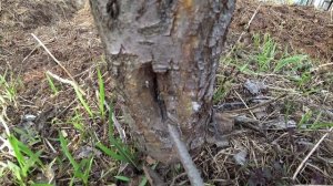 Побелка садовых деревьев