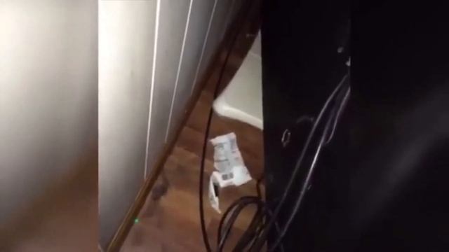 СМЕШНЫЕ КОШКИ 2021😹 И ДРУГИЕ ЖИВОТНЫЕ 🐶 СМЕШНЫЕ ЖИВОТНЫЕ 2021 / ЛУЧШИЕ ПРИКОЛЫ С КОТАМИ 👍 смотреть онлайн