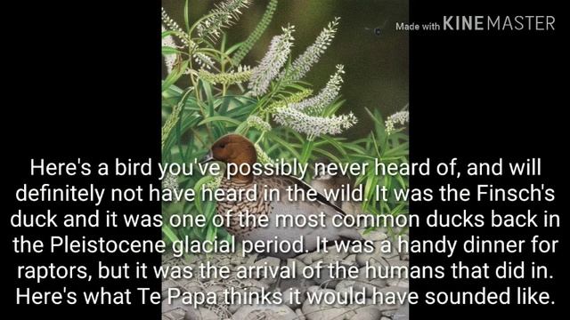 Aotearoa's Recreated Extinct Bird Sounds - Finsch's Duck
