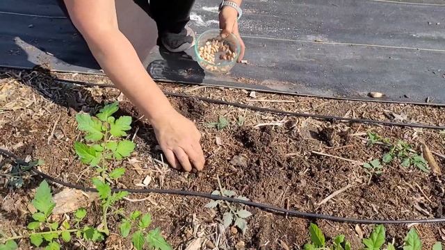 Planting Bush Beans Alongside Indeterminate Tomatoes смотреть онлайн