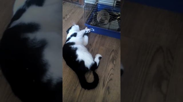Кот дружит с крысой.