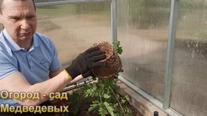 Высадка взрослой рассады для раннего урожая