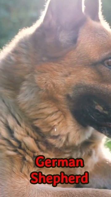 Most Aggressive Dog Breeds Ranked#dog #dogshorts смотреть онлайн