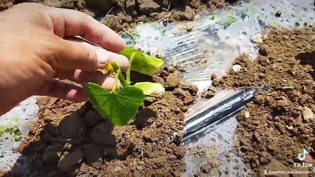 Қияр смотреть онлайн