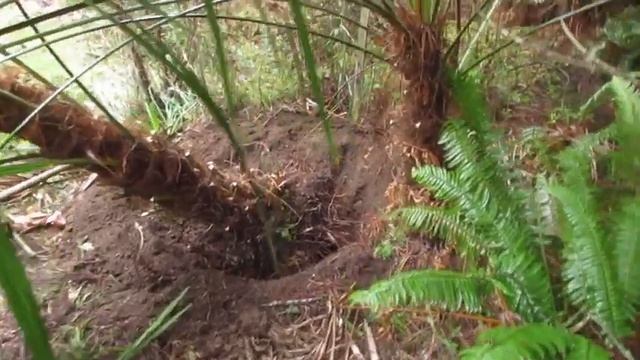 How to move & transplant a Trachycarpus Palm смотреть онлайн