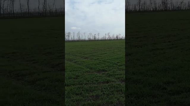 21 марта. Подкормка пшеницы. смотреть онлайн