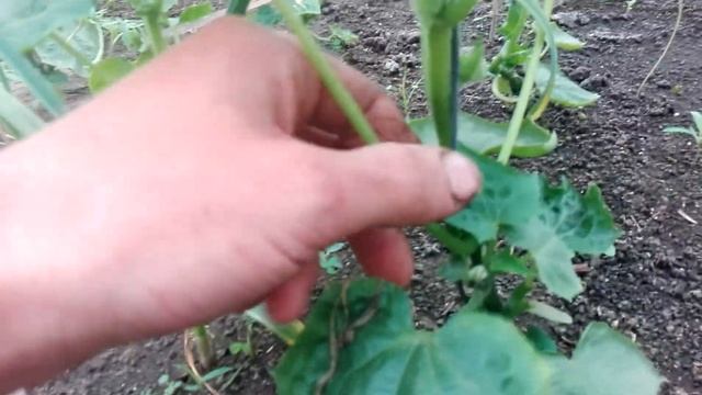 Огурцы в теплице на 16 апреля смотреть онлайн