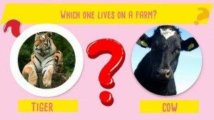 Animals｜Quiz