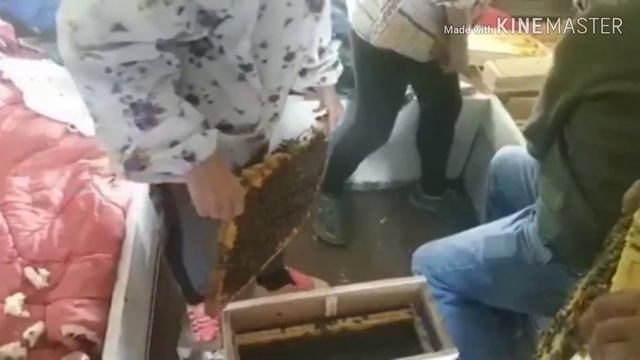 Пчелопакеты смотреть онлайн