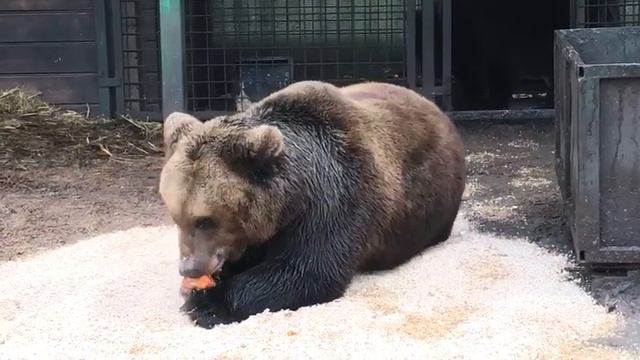 Носик смотреть онлайн