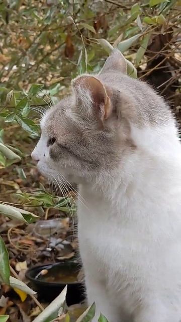 Смешной кот мяукает Мяу Мяу, собака лает Гав, Гав 😸 🐕 Funny feral cat meowing Meow, dog barks बिल्ल смотреть онлайн