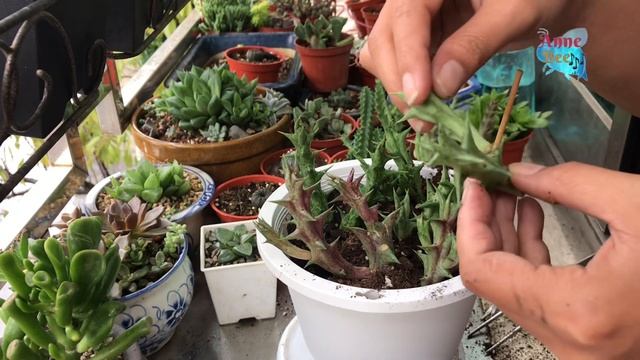 Mengganti pot sukulen abadi huernia caralluma Hesperidum | Rare succulent 다육이들 смотреть онлайн
