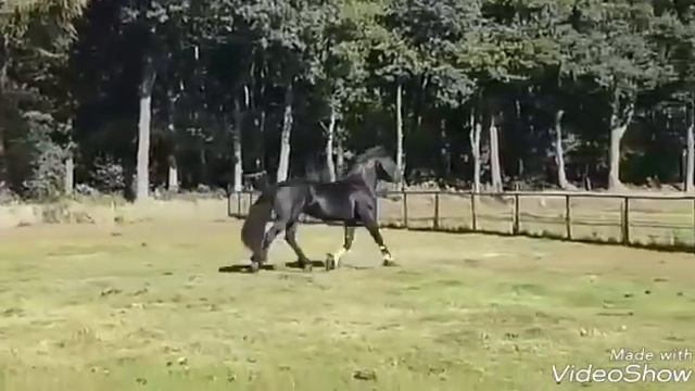 ~ F R I E S I A N H O R S E S ~ смотреть онлайн