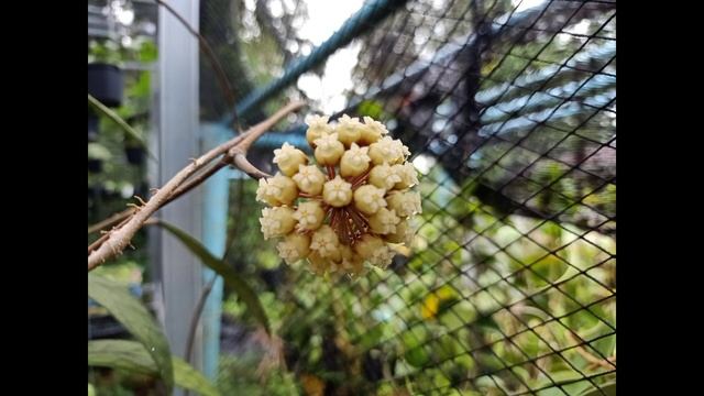 Hoya Sp Ut 073 โฮย่า นมตำเลีย ไม้เลื้อย ไม้ฟอกอากาศ