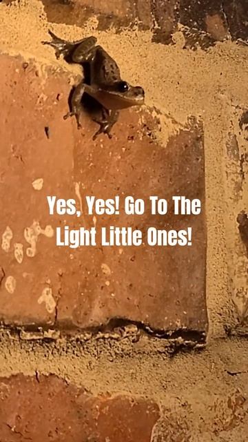 Smart Frogs Hang Out By Light To Catch Snacks! 🐸#shorts #frog