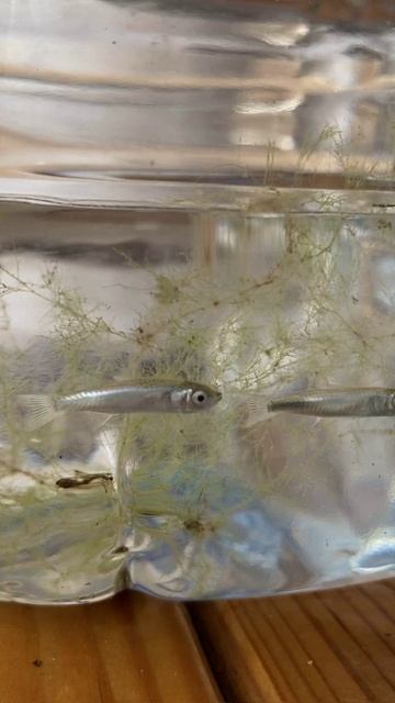 Маленькие рыбки из Чёрного моря, Благовещенская - 05.09.2024