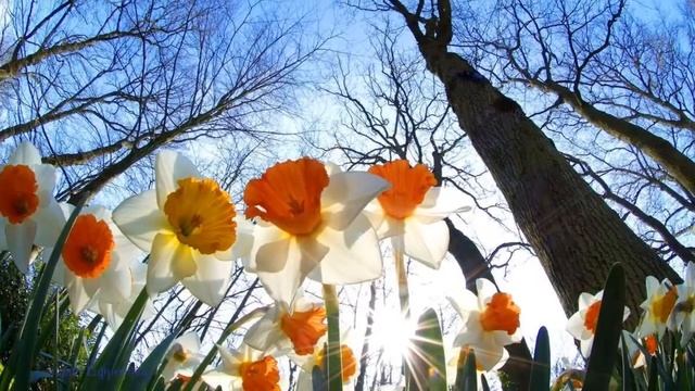 С АПРЕЛЕМ ВАС МОИ ДРУЗЬЯ! Красивое поздравление смотреть онлайн