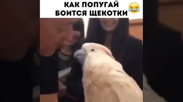 Как попугай боится щекотки😂 смотреть онлайн