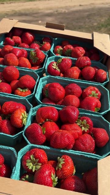 Сорт Sonsation. Урожай 2023 года смотреть онлайн