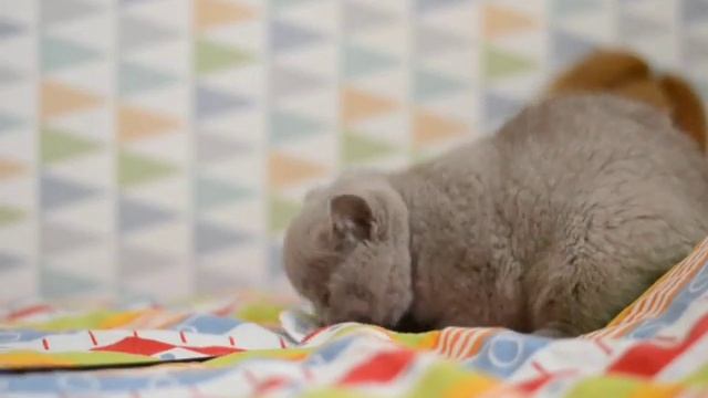 Hebe Pasja*PL my lilac girl BRIc смотреть онлайн