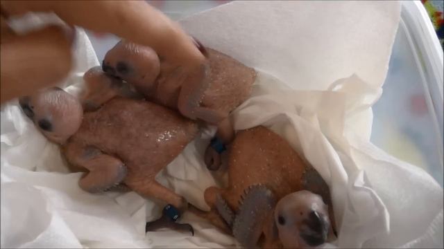 2 week old Baby Jenday Conures смотреть онлайн