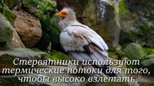 Стервятник. Интересно знать #стервятник