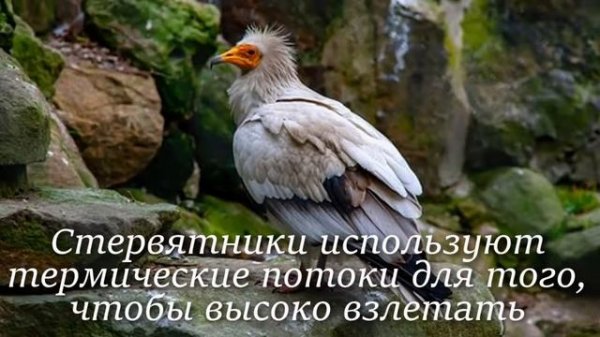 Стервятник. Интересно знать #стервятник