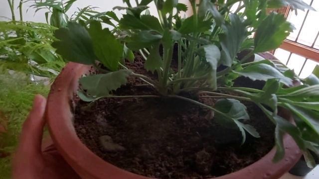 Ranunculus plant care - रैननकुलस पौधे की देखभाल||How to grow & care Ranunculus flowering plant? смотреть онлайн
