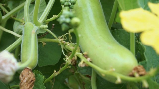 Growing Gourds Part 4 of 5 - Bottle Gourds (Long Melon or Opo squash) смотреть онлайн