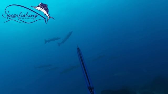 Spearfishing Barracuda in Barbados смотреть онлайн