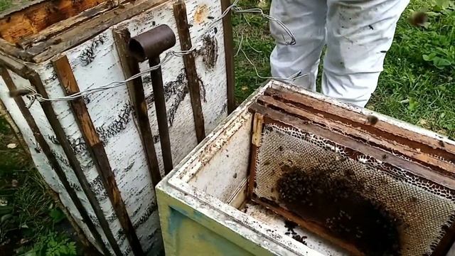 Переселение пчёл из ловушки в улей. Relocation of bees from a trap to a hive. смотреть онлайн
