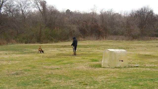 Little Rock K-9 Academy's - K9 Kumo смотреть онлайн