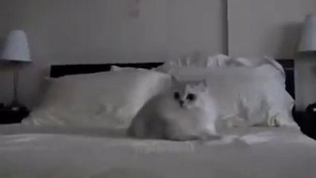 Бешеный кот смотреть онлайн