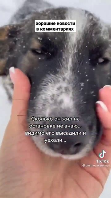 добрая женщина подобрала собаку #shorts #новости #рекомендации смотреть онлайн