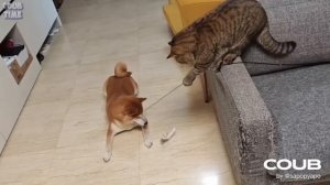 COUB TIME  #40 | BEST MEMES  | FAILS | GIRLS | Лучшие Приколы 2024