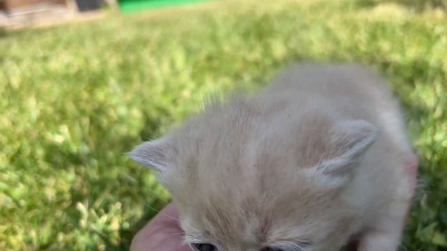 Adopted kitten goes outside for the first time and meows loudly смотреть онлайн