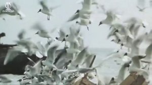 Большак - Владимир Храпонов @2025@ Студия Владимир + Мила г Сочи