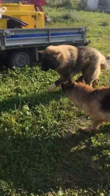 Что выращивает сосед? Кавказская овчарка под малиной | Caucasian Shepherd Eats Raspberry.