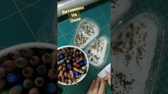 РАССАДА. КАК ВЫРАСТИТЬ ЗЕЛЕНЬ ДОМА?. ПОПЫТКИ СОБРАТЬ УРОЖАЙ☘️ витамины, микрозелень смотреть онлайн