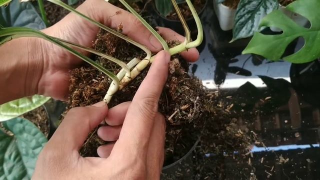 ANTI GAGAL ! Tips cacah Epipremnum pinatum varigata mewah смотреть онлайн