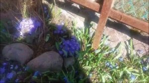 ПЕЧЕНОЧНИЦА- МНОГОЛЕТНИЙ ПЕРВОЦВЕТ