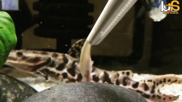 Ikan Predator Tiger Shovelnose Catfish (TSN) смотреть онлайн